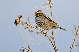 Savannah Sparrow Singing