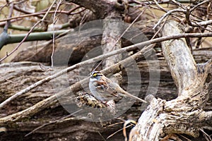 Savannah sparrow sitting on wood pile