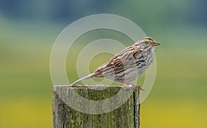 Savannah Sparrow photo