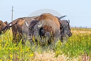 In savannah, steppe, prairie a herd of bison is grazed.