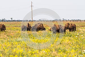 In savannah, steppe, prairie a herd of bison is grazed.