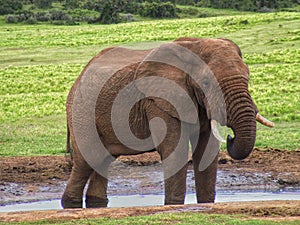 Savannah water drinking elephant wildlife