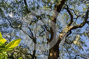 Savannahs beautiful Oak trees with spanish moss