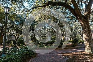 Savannahs beautiful Oak trees with spanish moss