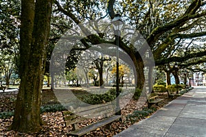 Savannahs beautiful Oak trees with spanish moss