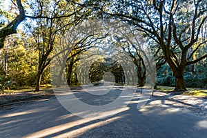 Savannahs beautiful Oak trees with spanish moss