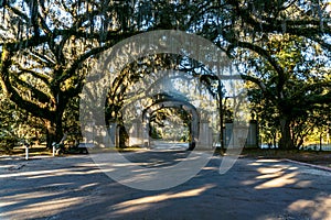 Savannahs beautiful Oak trees with spanish moss