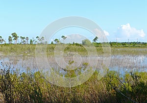 Savannas Preserve State Park Florida Marsh photo