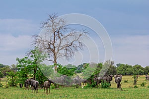 A wildebeest herd in the African bush.