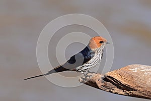 Savanne-zwaluw, Lesser Striped Swallow, Hirundo abyssinica