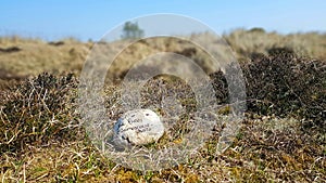 Save bee,s stone, Winterton-Horsey Dunes is a 427-hectare  biological and geological Site of Special Scientific Great yarmouth .uk