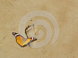 Save earth and nature, butterfly on footprint