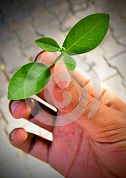 Save Earth save tree Save life theme holding green leaf on hand