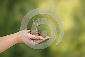 Save the earth, tree seeds in hand