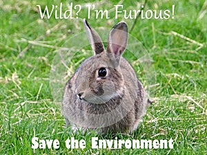 Save the Environment Message - Wild Rabbit