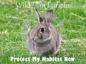 Save the Habitat Message - Wild Rabbit