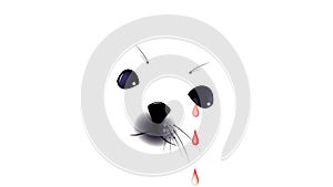 Save the harp seal pup