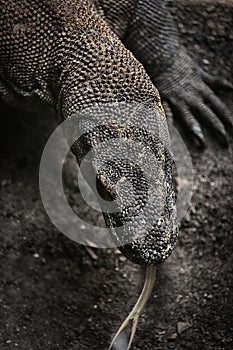 Komodo Dragon the Heaviest Lizards on Earth photo