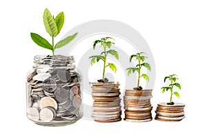 Save money tree growing on stack coins, Business finance investment business concept