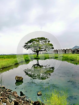 Save Nature & Love Nature 100 Years Old Tree in India Virar Portrait shot In rainy Season photo