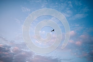 Save screens. Bird silhouette flying in the blue cloudy sky. Sunset background