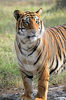 Save tiger project