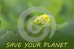 Save your planet banner with small yellow flower on beautiful background in shades of green