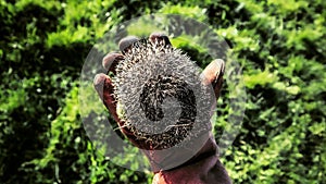 saved hedgehog