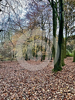 Savernake forest in autumn