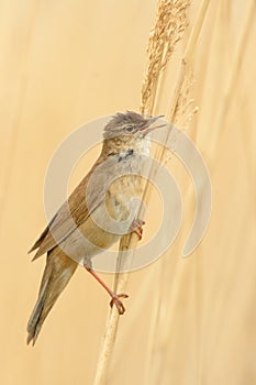 Savi& x27;s Warbler - Locustella luscinioides