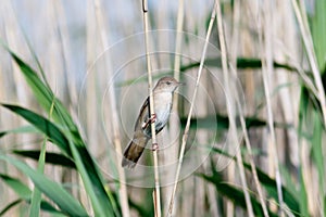 Savi`s Warbler Locustella luscinioides