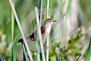 Savi`s Warbler Locustella luscinioides