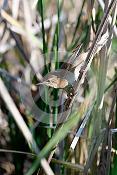 Savi`s Warbler Locustella luscinioides