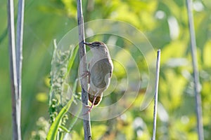 Savi`s Warbler Locustella luscinioides