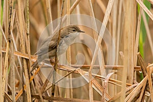 Savi`s warbler Locustella luscinioides. Bird among reeds. Polesie. Ukraine