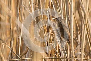 Savi`s warbler Locustella luscinioides. Bird among reeds. Polesie. Ukraine