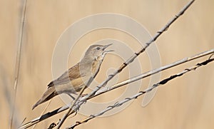 Savi\'s warbler, Locustella luscinioides. A bird sings perched on a reed stalk on a riverbank