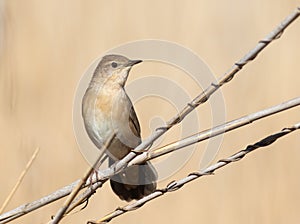 Savi\'s warbler, Locustella luscinioides An early morning bird sits on a reed stalk on the river bank