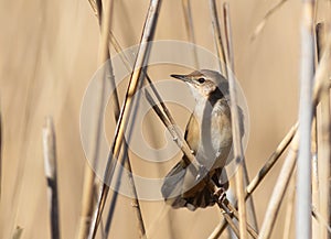 Savi\'s warbler, Locustella luscinioides An early morning bird sits on a reed stalk on the river bank