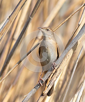 Savi\'s warbler, Locustella luscinioides An early morning bird sits on a reed stalk on the river bank