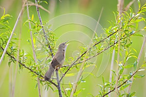 Savi\'s warbler, Locustella luscinioides, singing