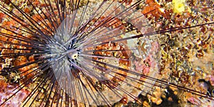 Savigny\'s Longspine Sea Urchin, North Sulawesi, Indonesia