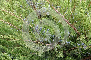 Savin juniper Juniperus sabina, bluish-black berries photo