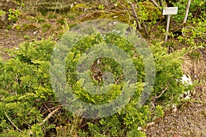 Savin juniper or Juniperus Sabina plant in Saint Gallen in Switzerland