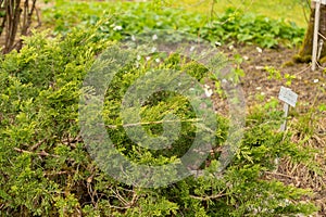 Savin juniper or Juniperus Sabina plant in Saint Gallen in Switzerland