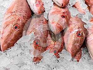 Saving fresh fish in ice for send to the market