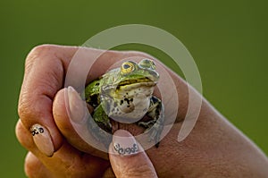 Saving the frog