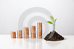 Saving money, business growth or investment concept. Stacks of money coins and green plant