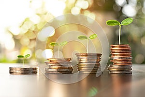 Saving money concept. money coin stack growing business.investment.plant growing uop on coin
