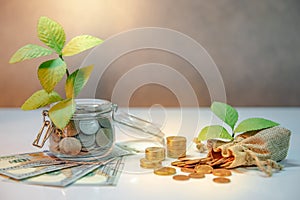 Saving money concept. Plant growing out of coins